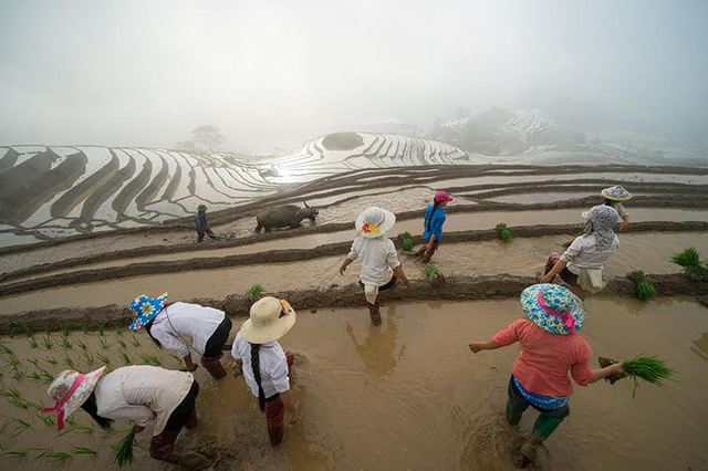 [-]Vẻ[-]đẹp[-]ruộng[-]bậc[-]thang[-]Lào[-]Cai[-]mùa[-]nước[-]đổ